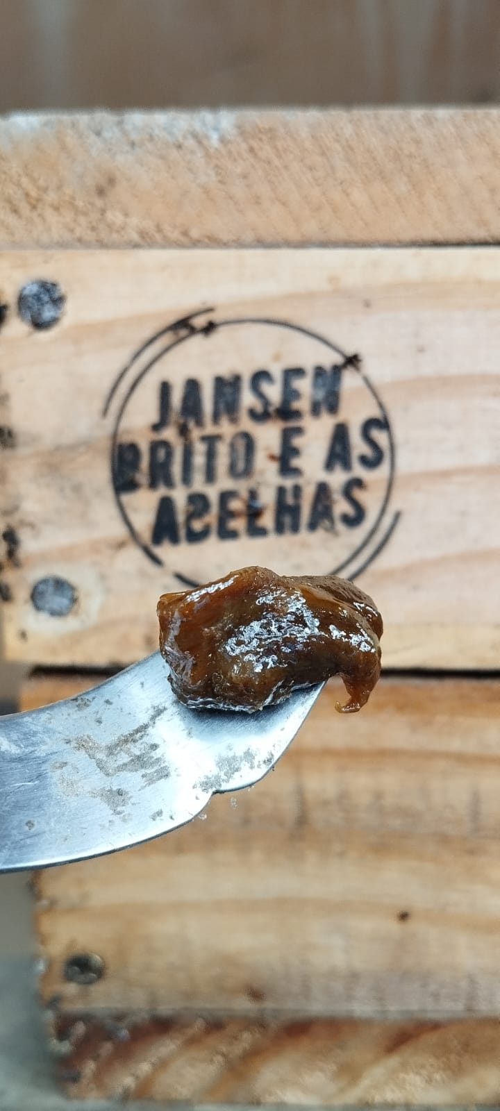 extração de própolis